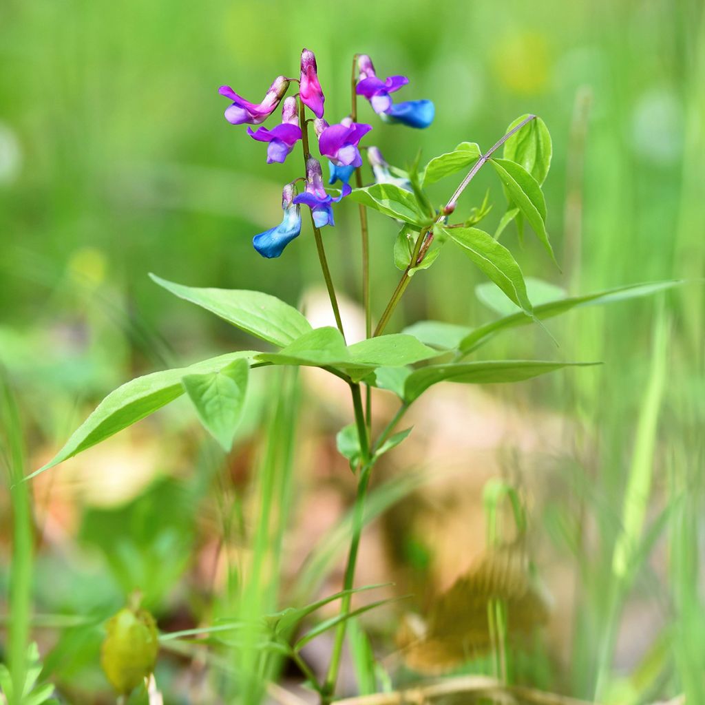 Lathyrus vernus - Pois de senteur vivace