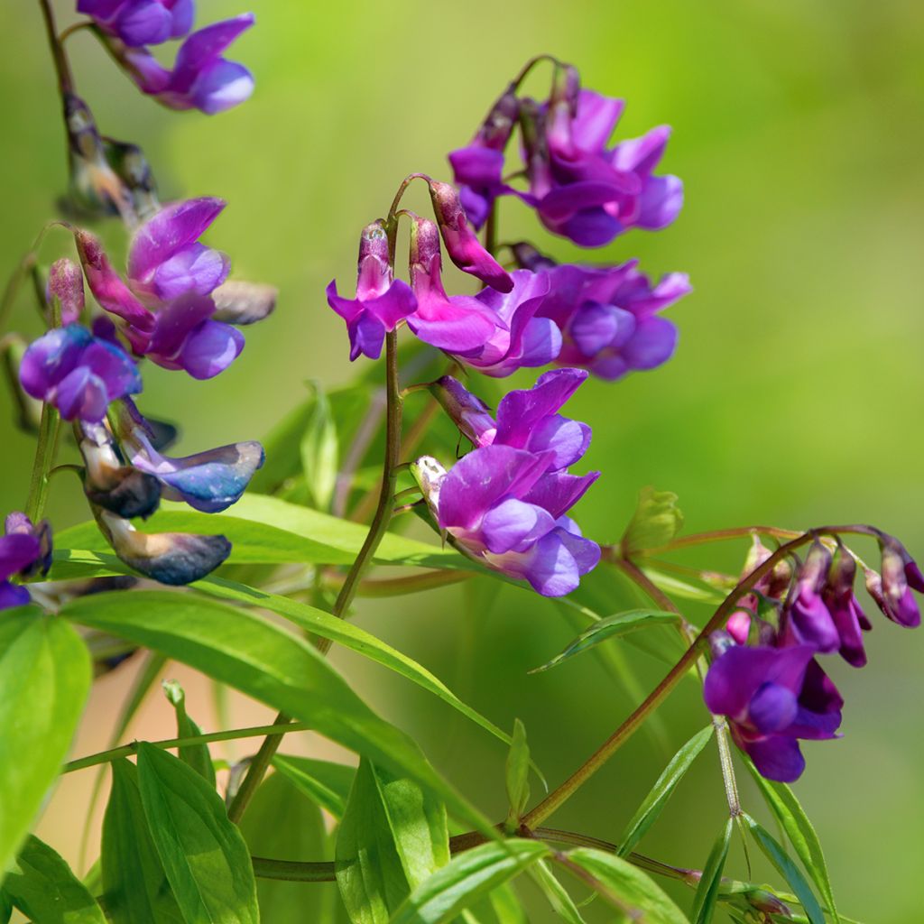 Lathyrus vernus - Pois de senteur vivace