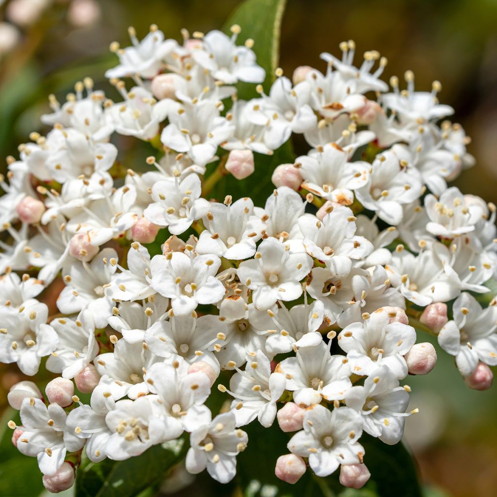 Laurier Tin - Viburnum tinus Giganteum