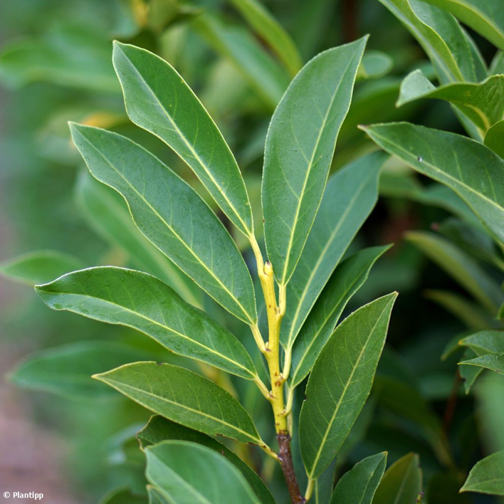 Laurier cerise - Prunus laurocerasus Elly