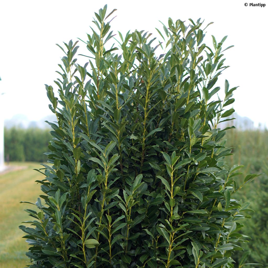 Laurier cerise - Prunus laurocerasus Elly