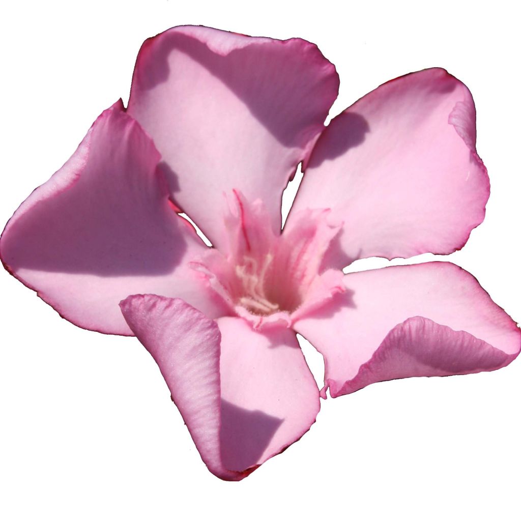 Laurier rose Emilie - Nerium oleander