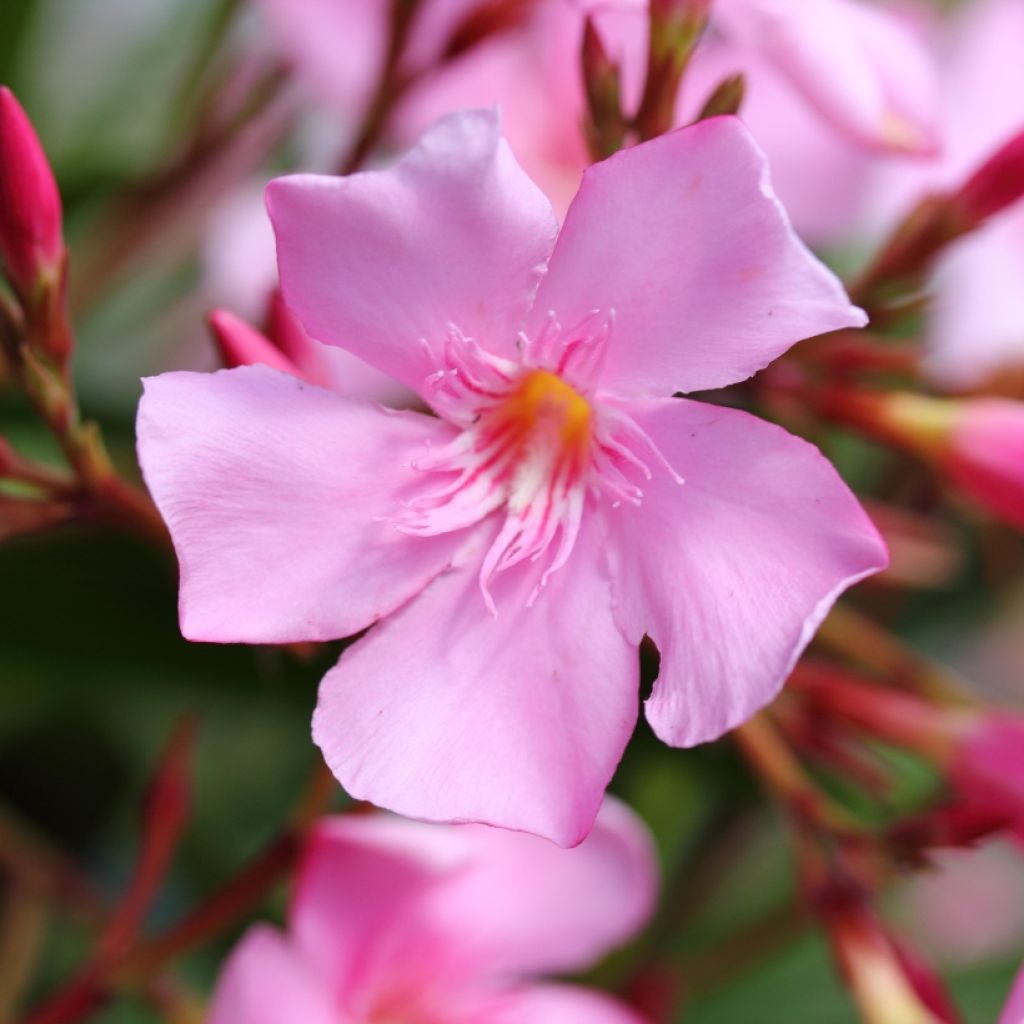 Laurier rose - Nerium oleander