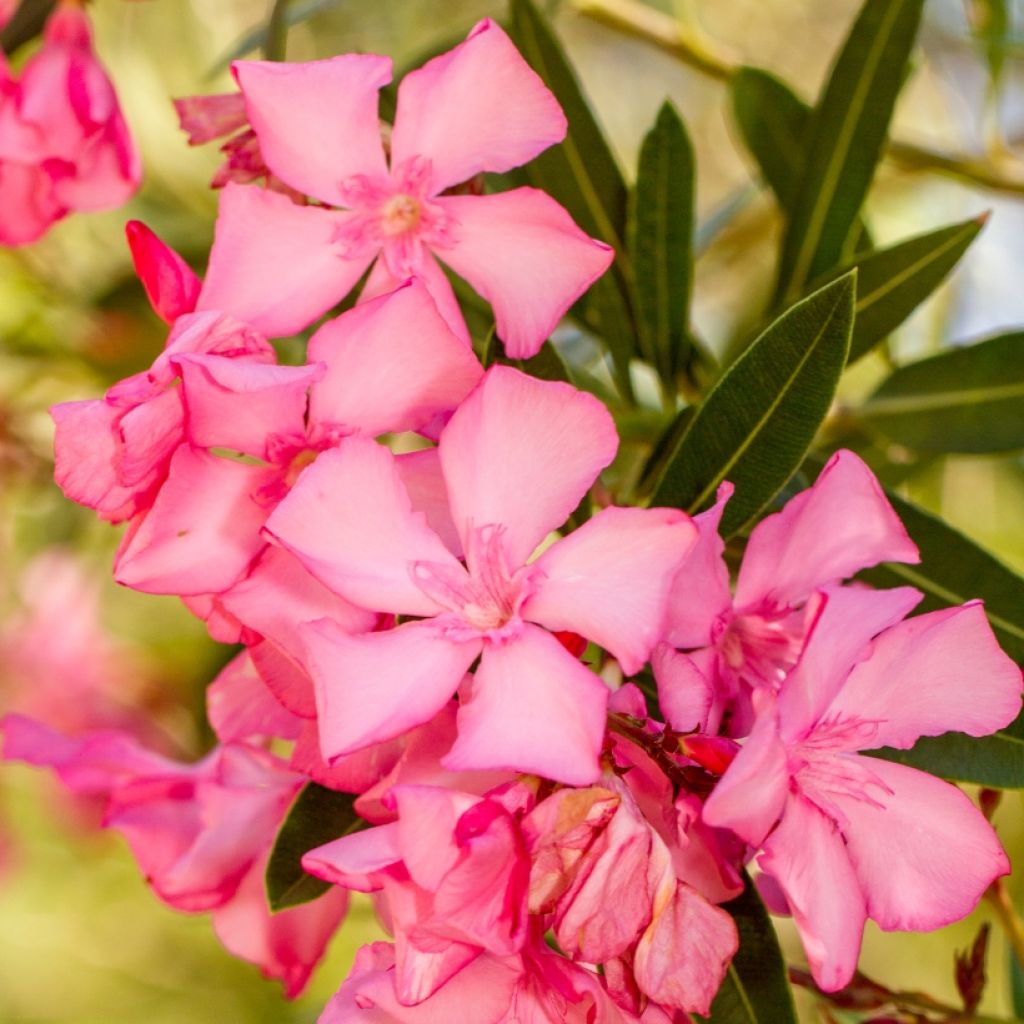 Laurier rose - Nerium oleander