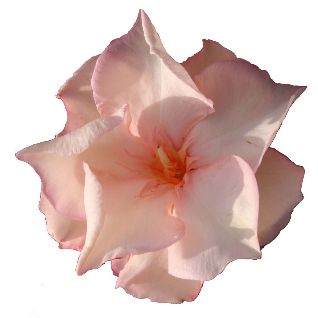 Laurier rose Provence - Nerium oleander