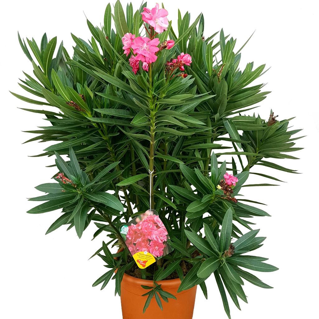 Laurier rose Roseum Plenum - Nerium oleander