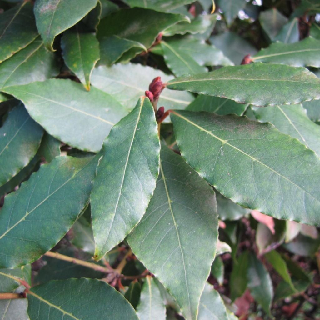 Laurier sauce - Laurus nobilis 