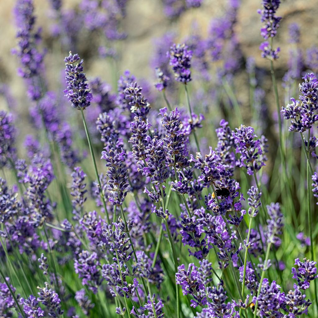 Lavande angustifolia Munstead