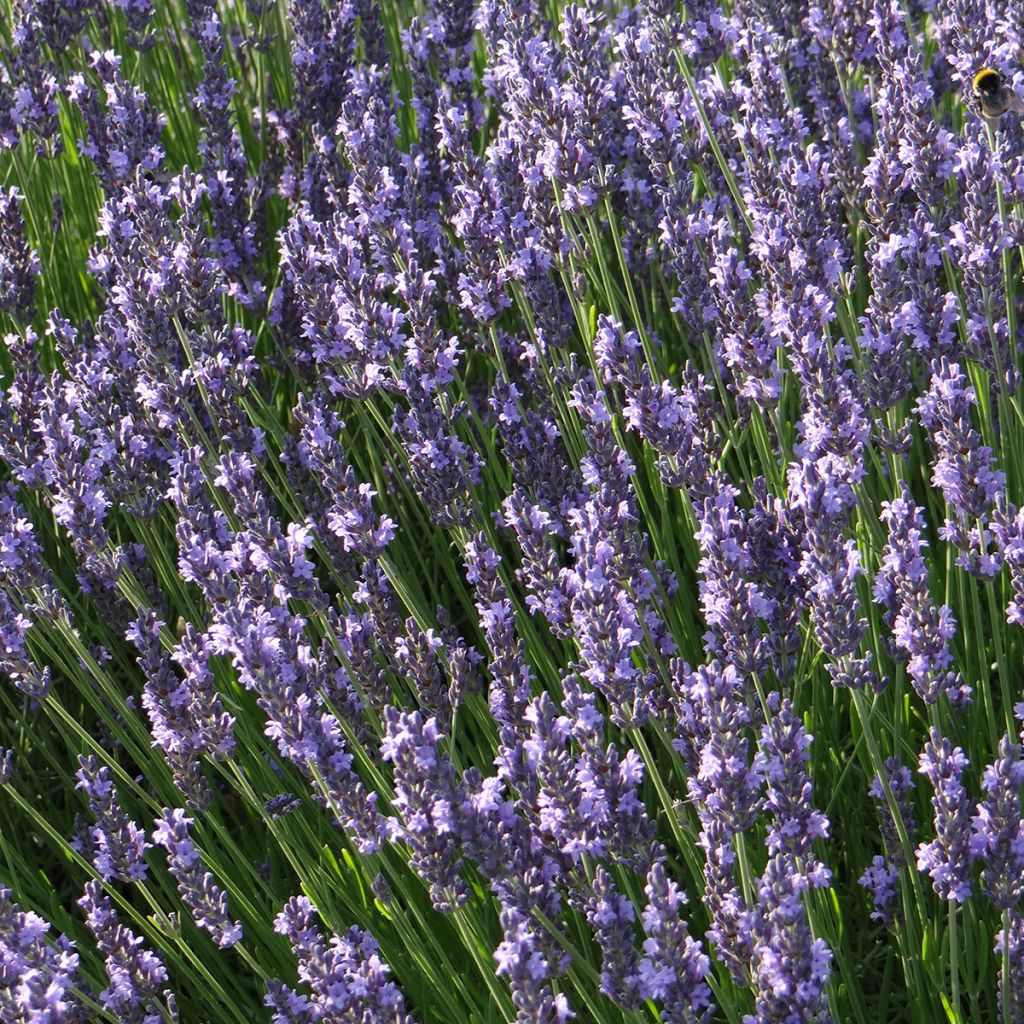 Lavande hybride, Lavandin - Lavandula intermedia Grosso