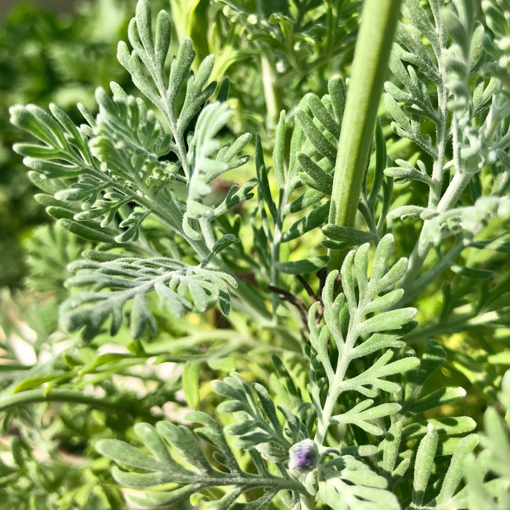 Lavandula pinnata var. Pinnata - Lavande pennée de Canaries