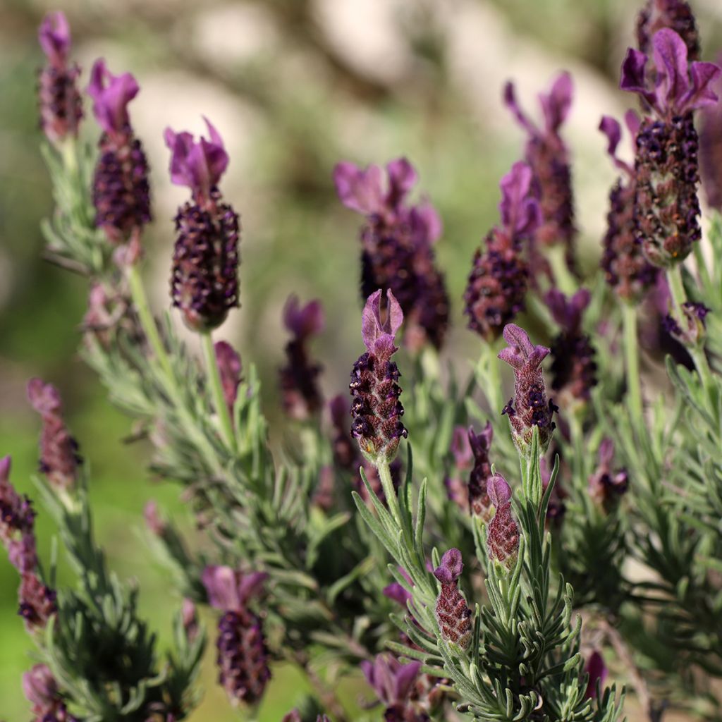 Lavande papillon Bandera Deep Purple - Lavandula stoechas