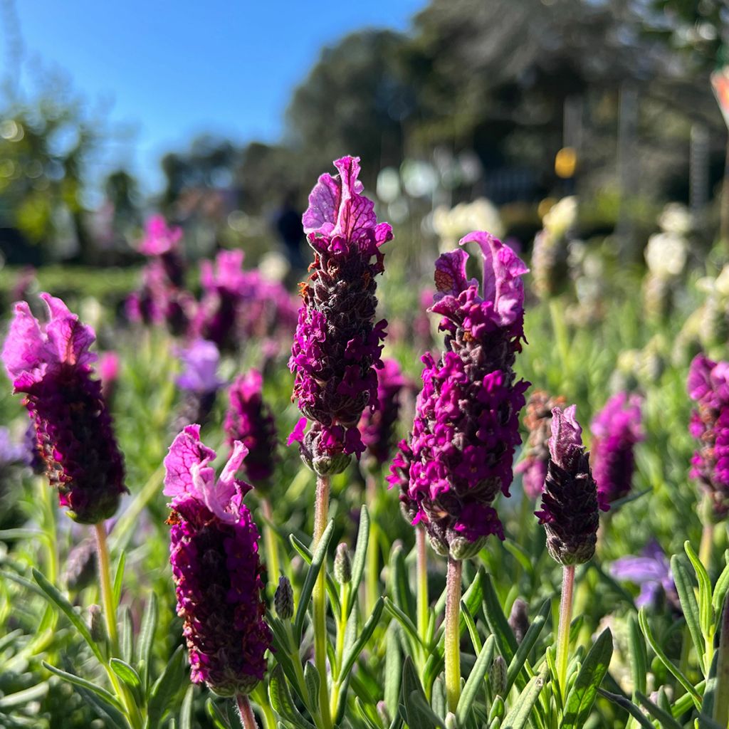 Lavande papillon Bandera Deep Purple - Lavandula stoechas