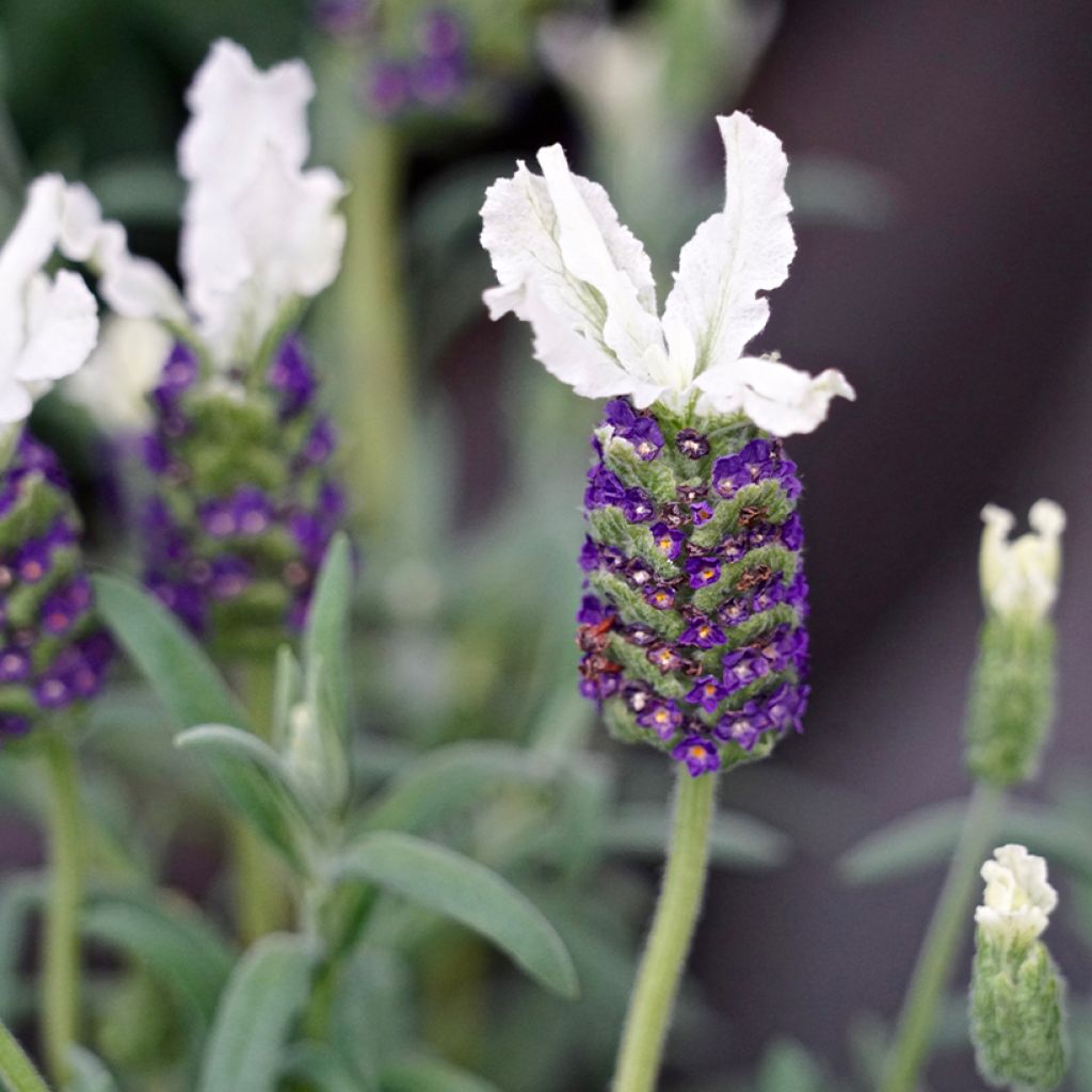 Lavande papillon Bandera White - Lavandula stoechas