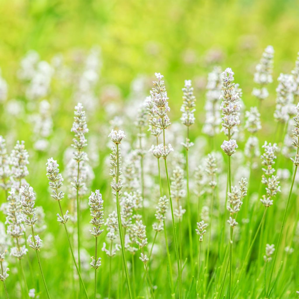 200 Graines LAVANDE VRAIE /OFFICINALE non traitées Lavandula angustifolia  /vera