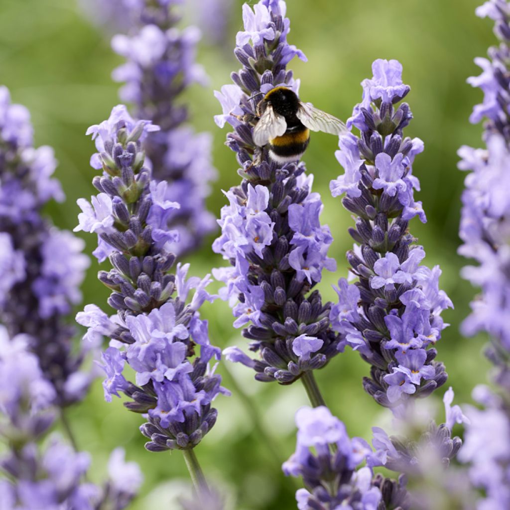 Lavandin - Lavandula intermedia Sensational !