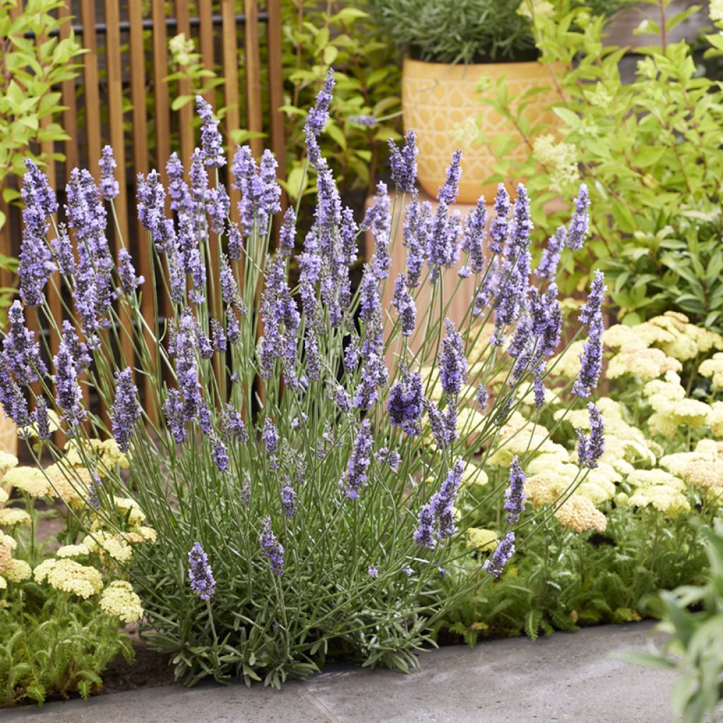 Lavandin - Lavandula intermedia Sensational !