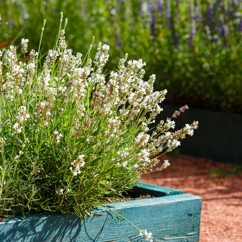 Lavandula angustifolia Hidcote White - Lavande vraie