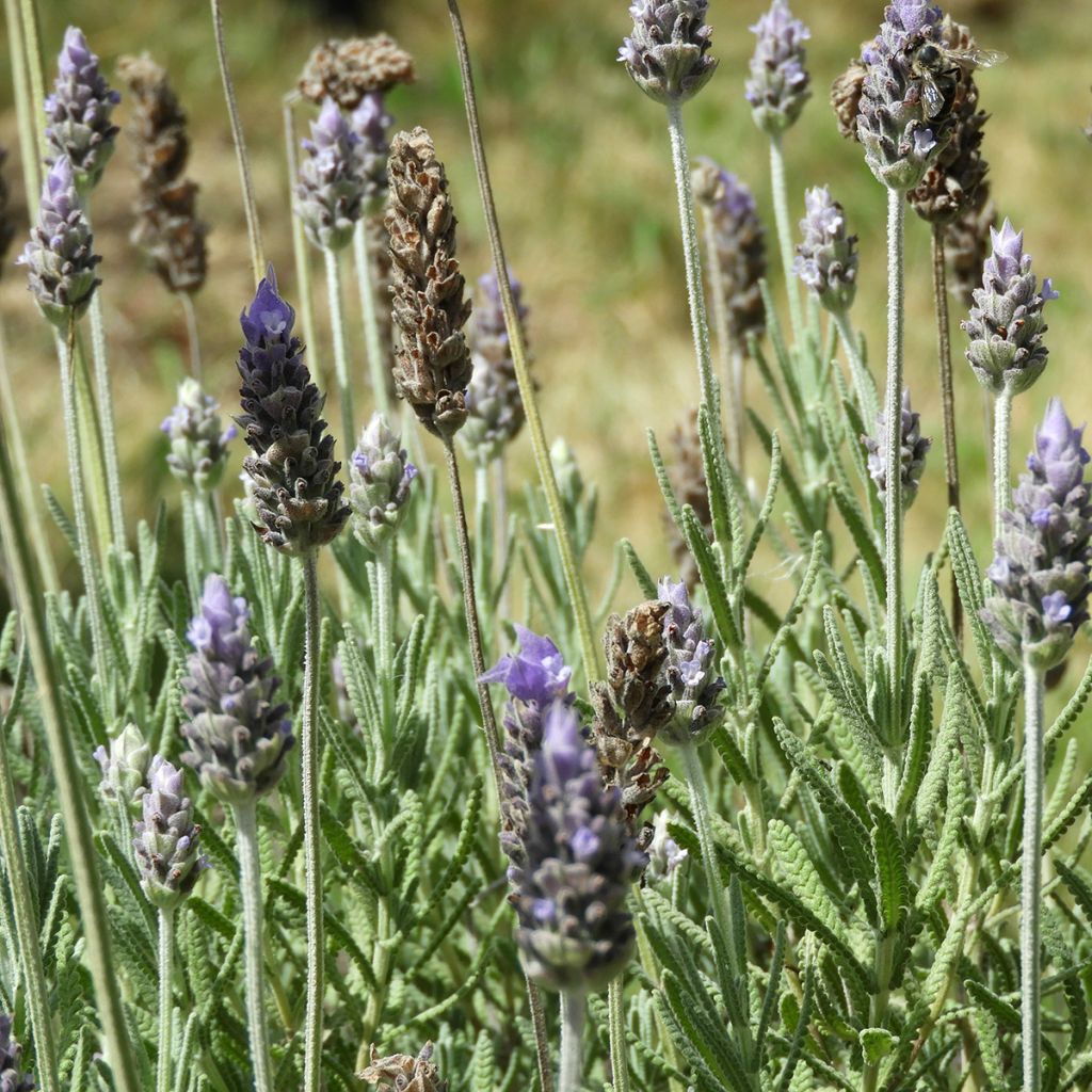 Lavandula dentata - Lavande dentée