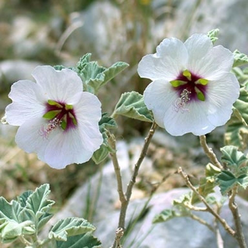 Lavatera maritima - Lavatère maritime