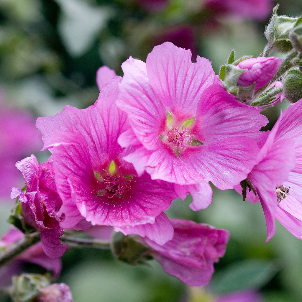 Lavatère d'Hyères - Lavatera olbia Rosea