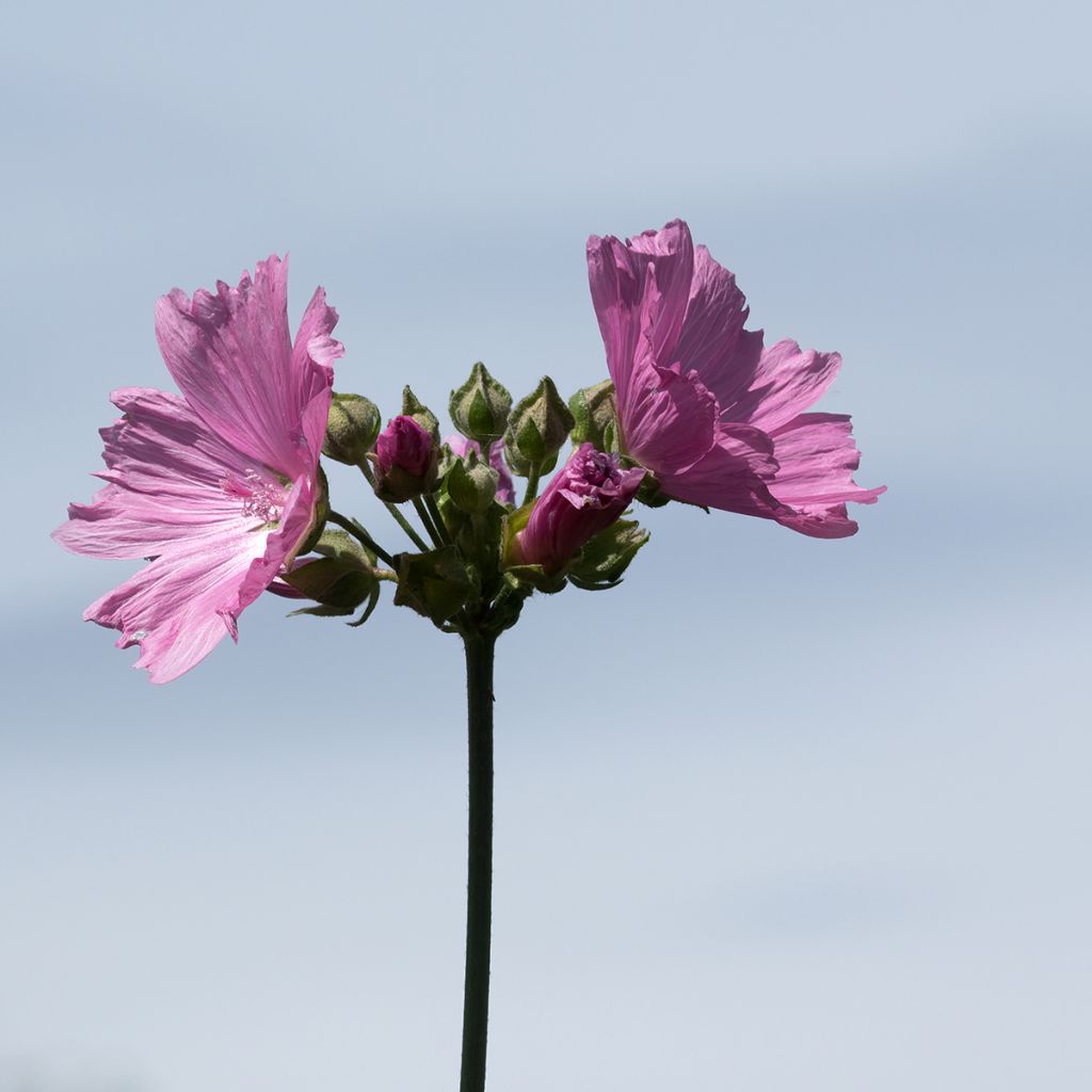 Lavatère d'Hyères - Lavatera olbia Rosea