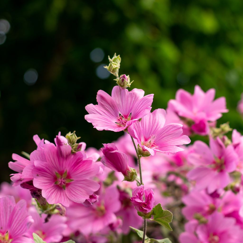 Lavatère d'Hyères - Lavatera olbia Rosea