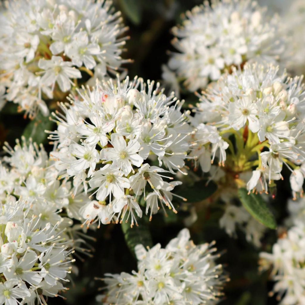 Ledum groenlandicum Compactum - Thé du Labrador