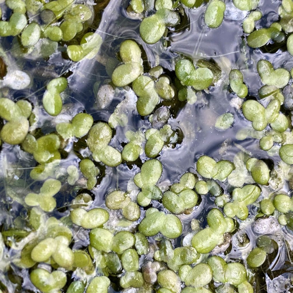 Lemna minor - Petite lentille d'eau