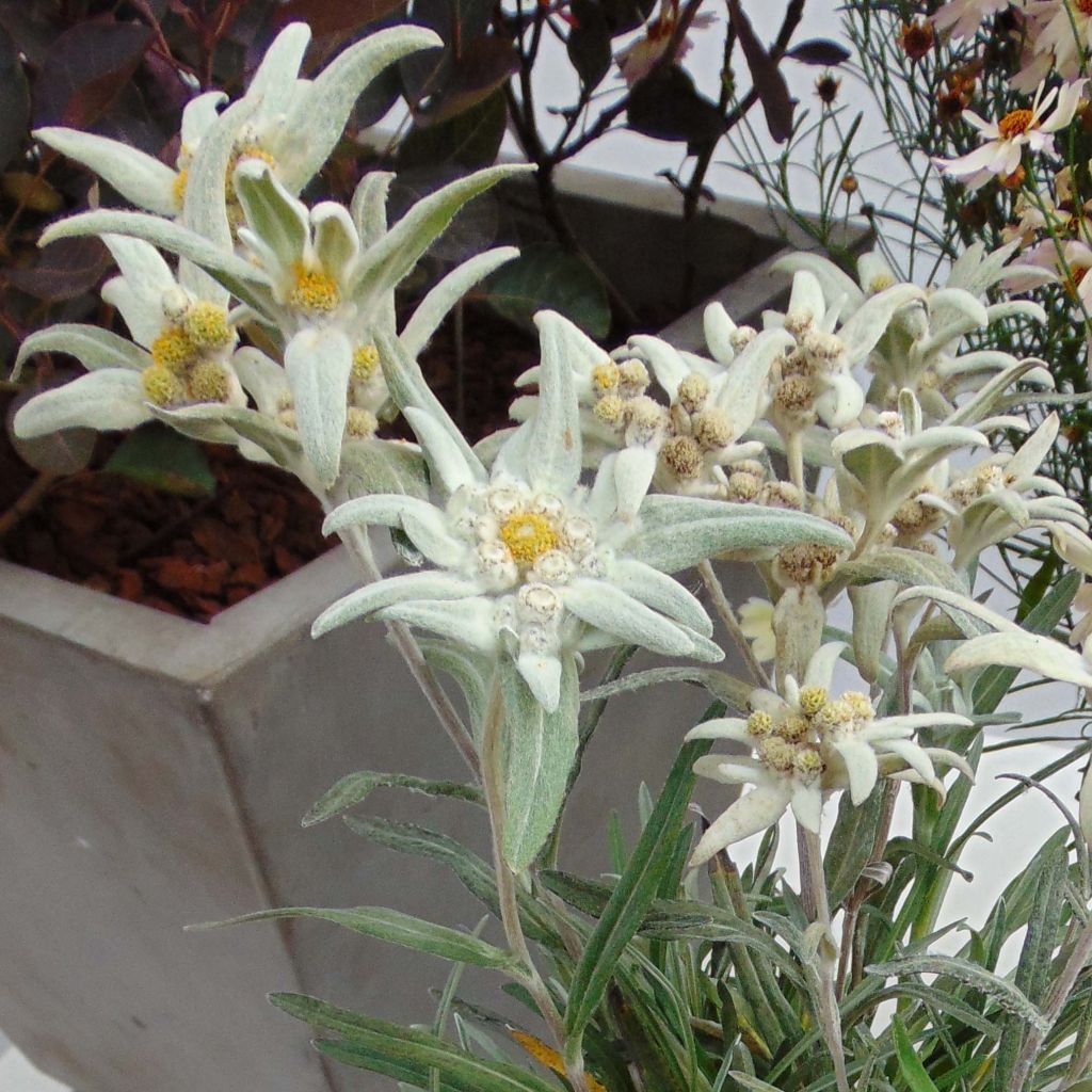 Leontopodium alpinum Blossom of Snow - Edelweiss des Alpes