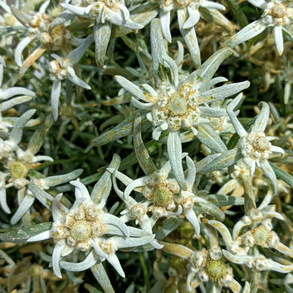 Leontopodium alpinum Blossom of Snow - Edelweiss des Alpes