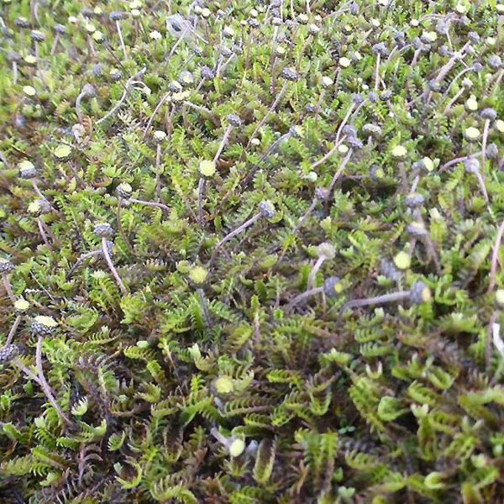 Cotule à bractées - Leptinella squalida