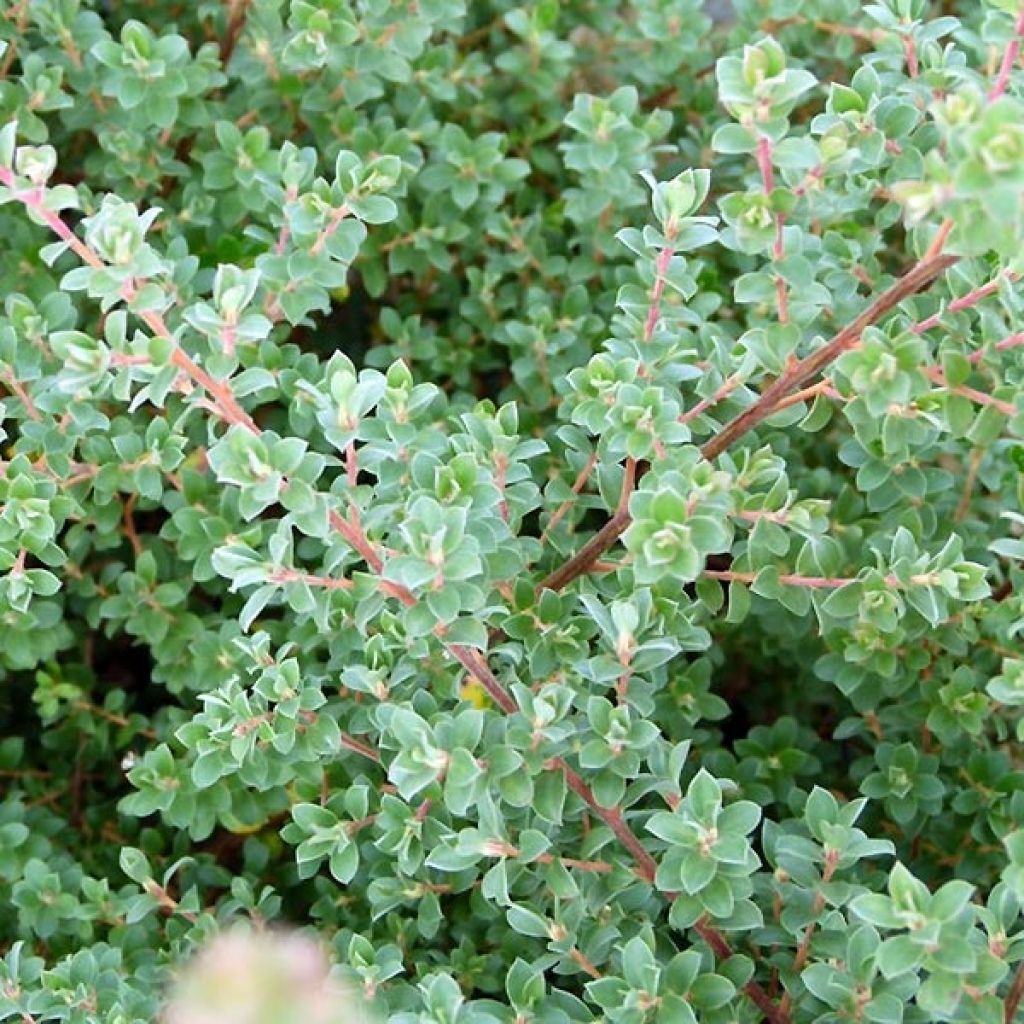 Leptospermum Karo Silver Ice - Arbre à thé