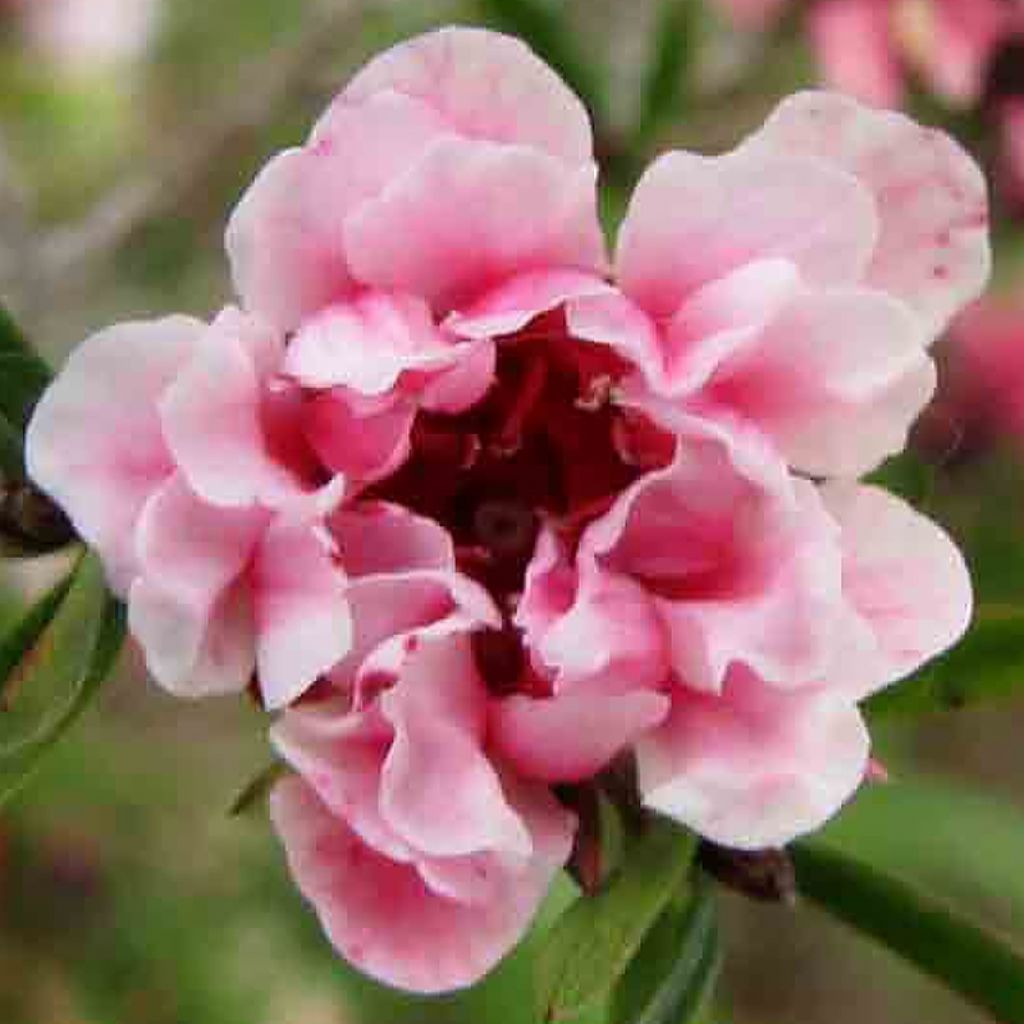 Leptospermum scoparium Apple blossom - Arbre à thé de Nouvelle-Zélande