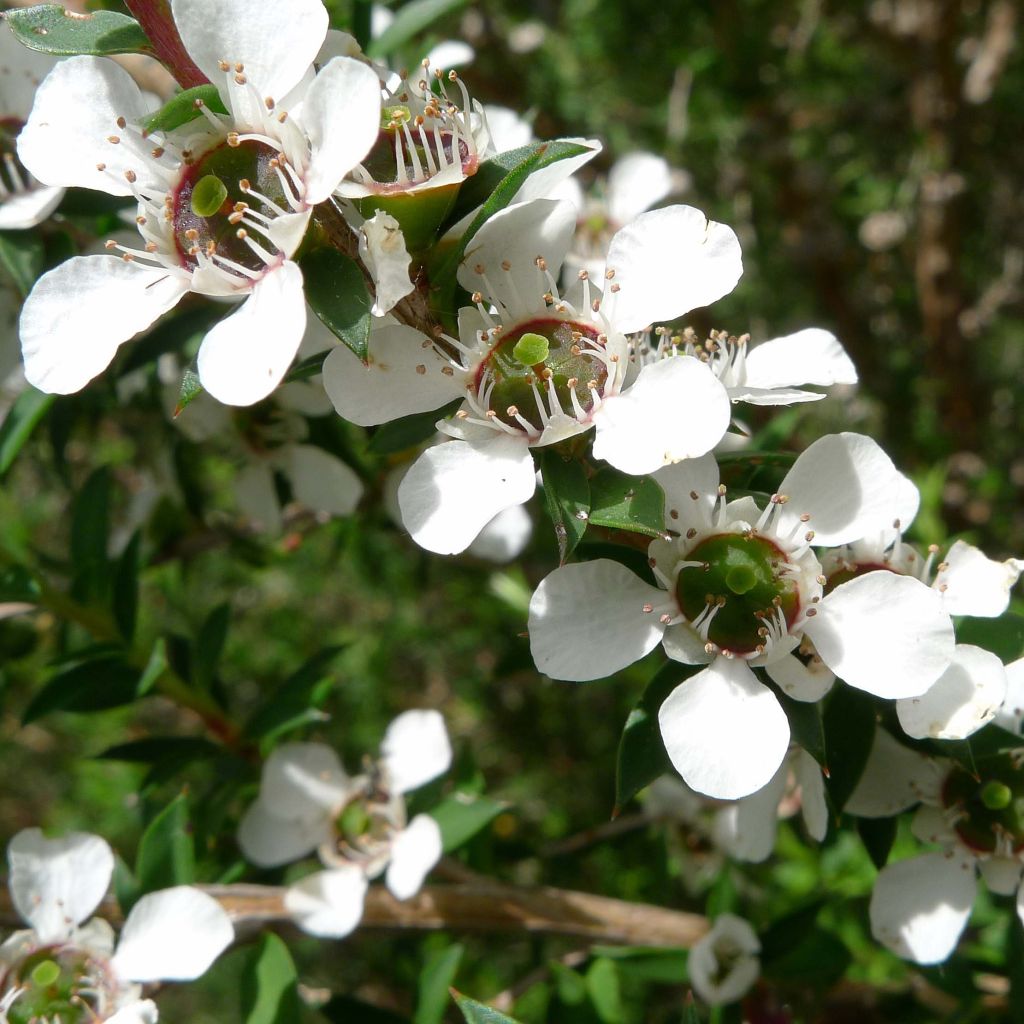 Leptospermum scoparium Blanc