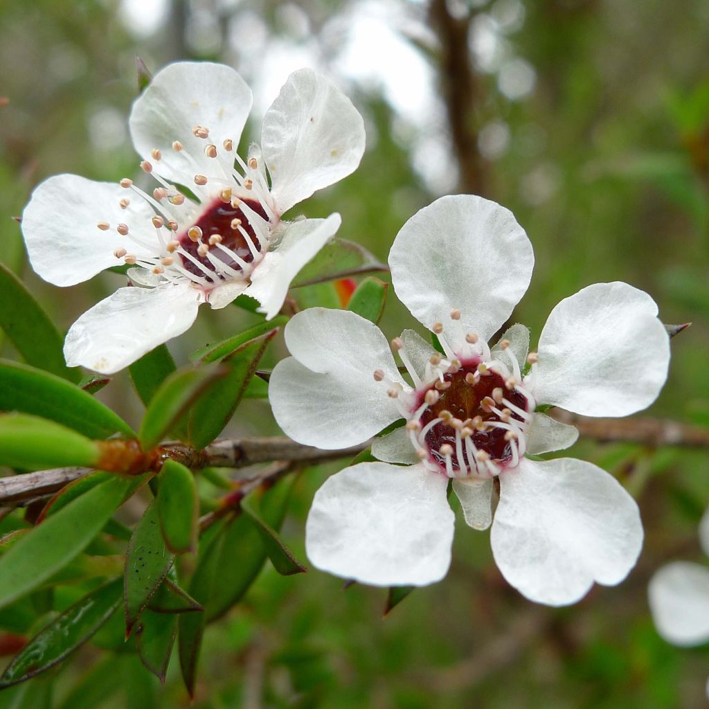 Leptospermum scoparium Blanc