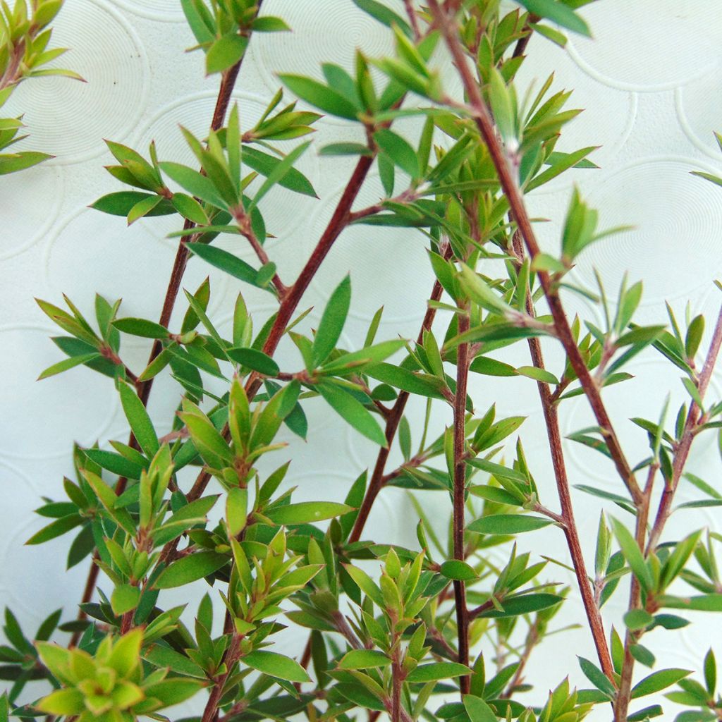 Leptospermum scoparium Blanc