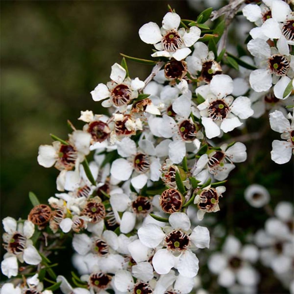 Leptospermum scoparium Blanc