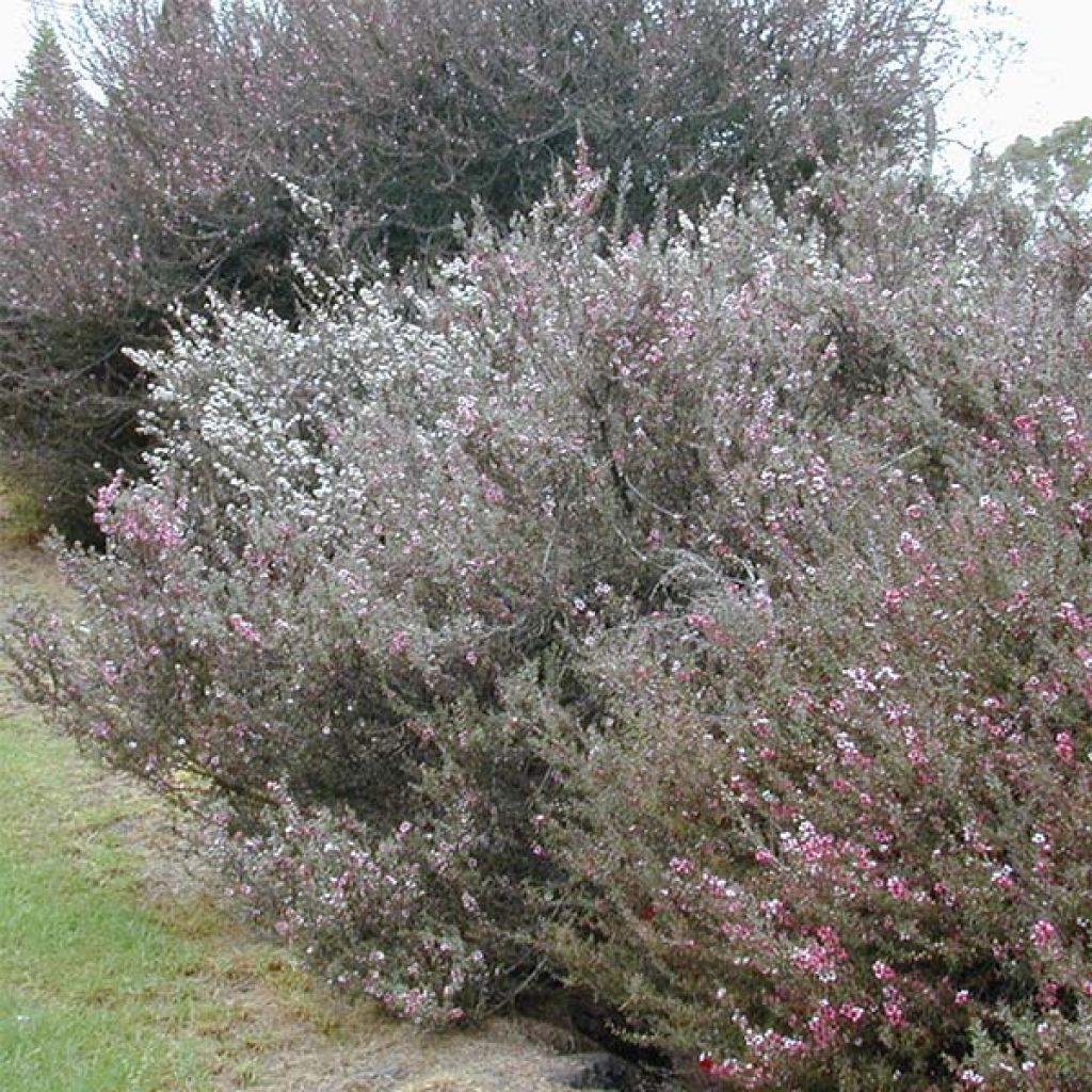 Leptospermum scoparium Blanc