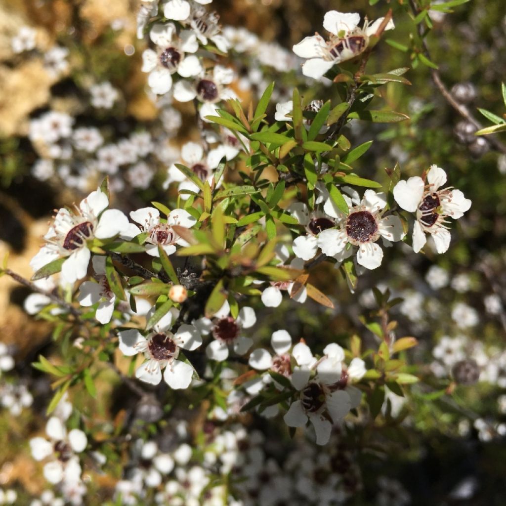 Leptospermum scoparium Blanc