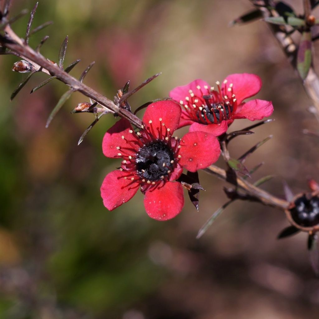 Leptospermum scoparium Nanum Kiwi - Arbre à thé de Nouvelle-Zélande