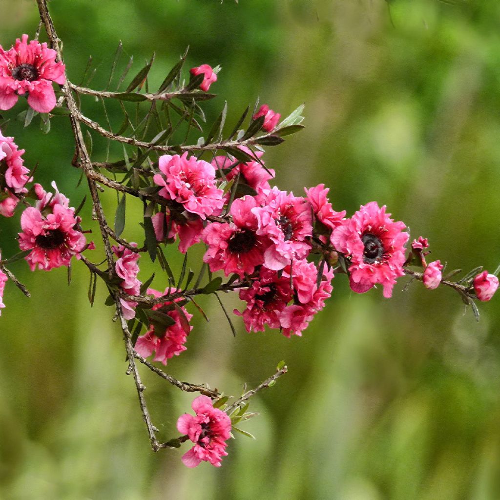 Leptospermum scoparium Red damask - Arbre à thé