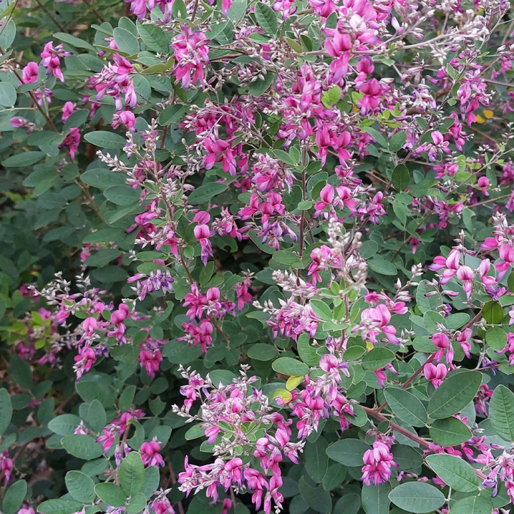 Lespedeza liukiuensis Little Volcano - Trèfle en arbre