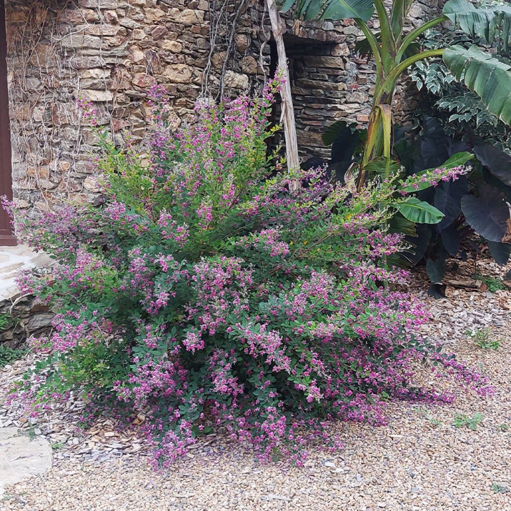 Lespedeza liukiuensis Little Volcano - Trèfle en arbre