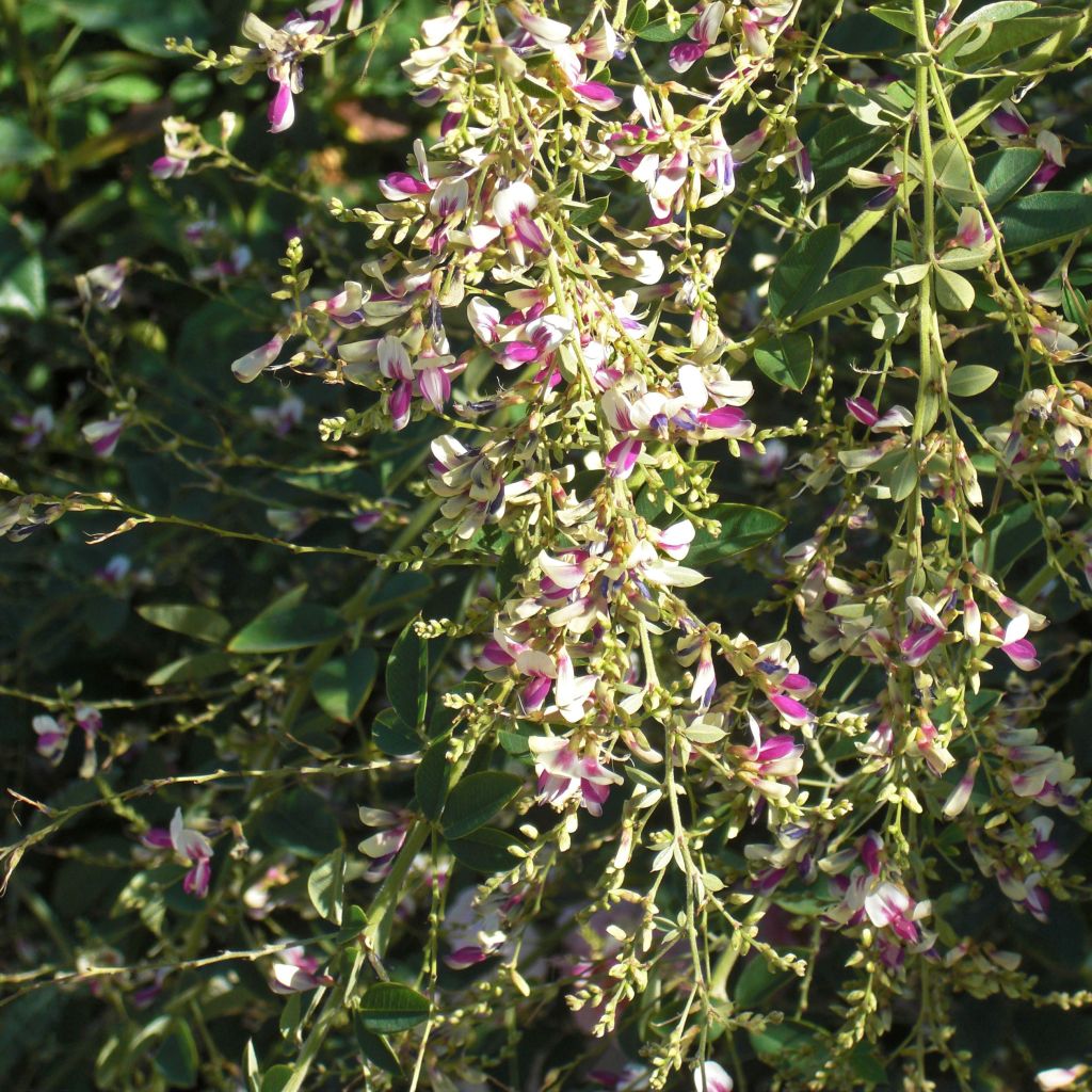 Lespedeza thunbergii Edo-Shibori - Lespedeza de Thunberg.