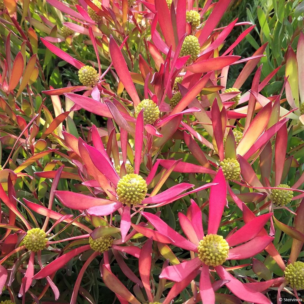 Leucadendron Cheeky 