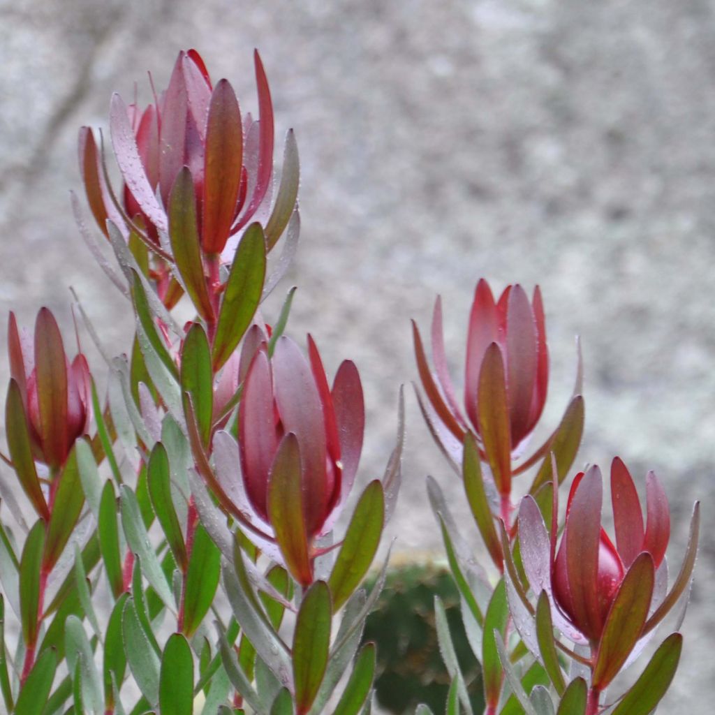 Leucadendron Safari Sunset