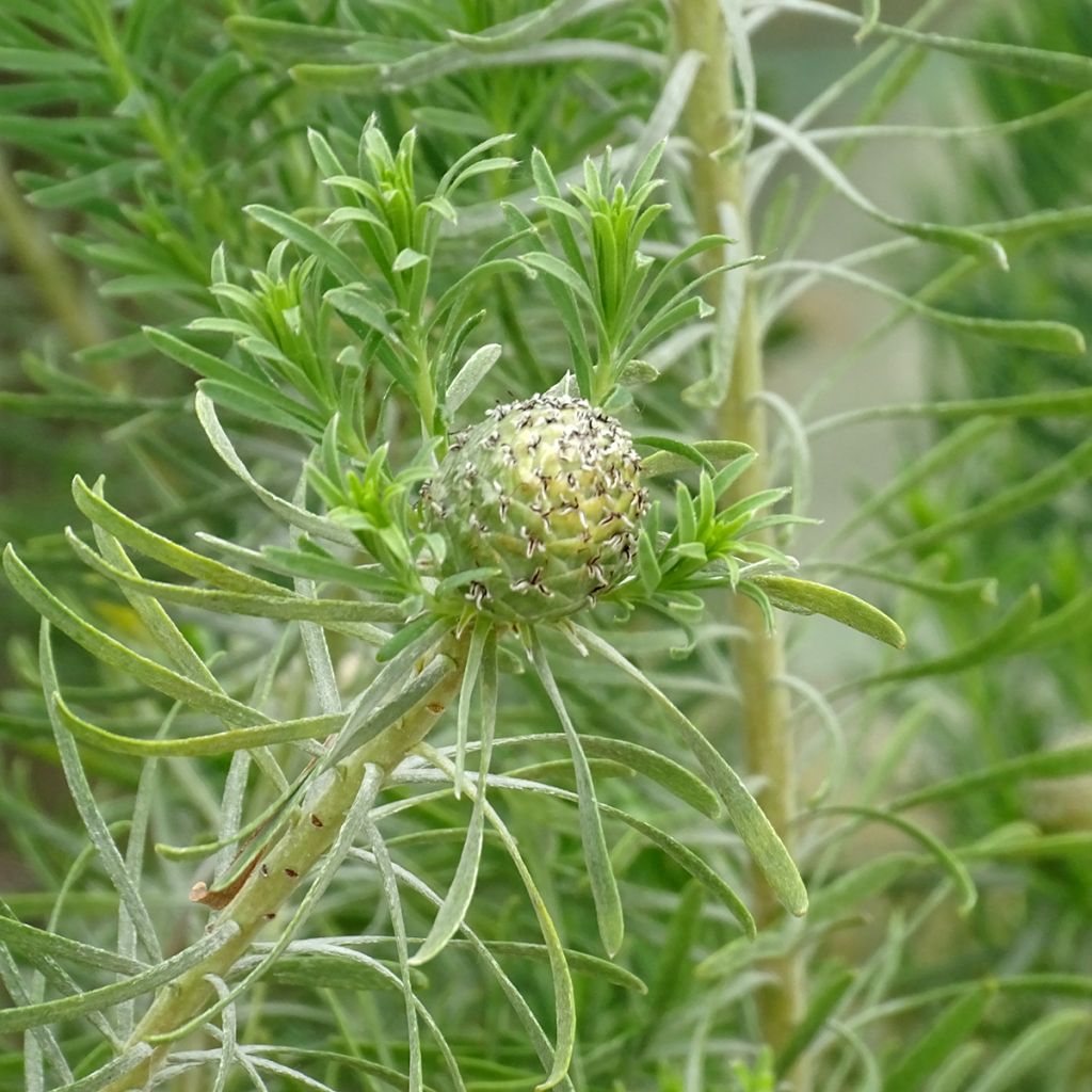 Leucadendron galpinii Carlin 
