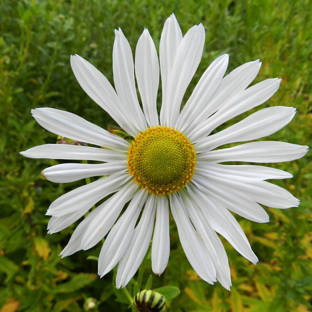 Leucanthemella serotina - Grande marguerite d'automne