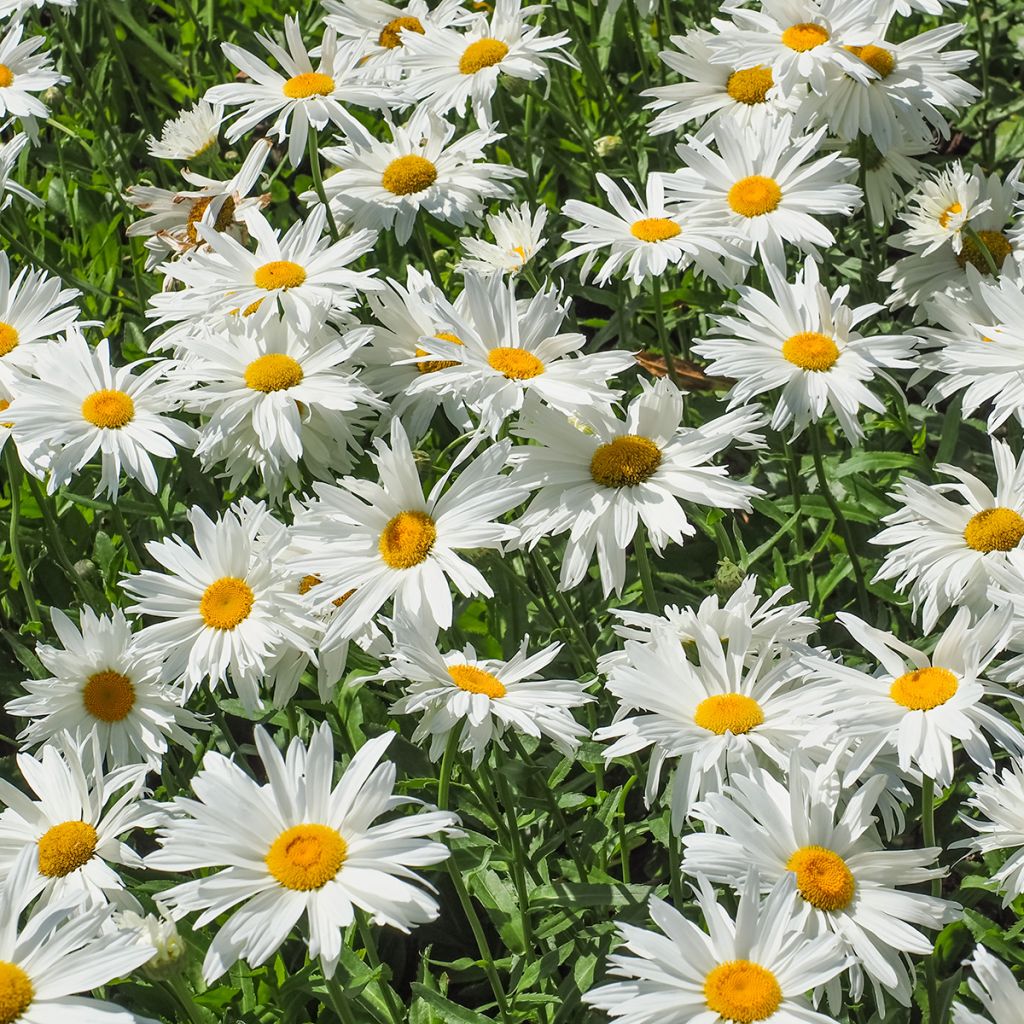 Leucanthemella serotina - Grande marguerite d'automne