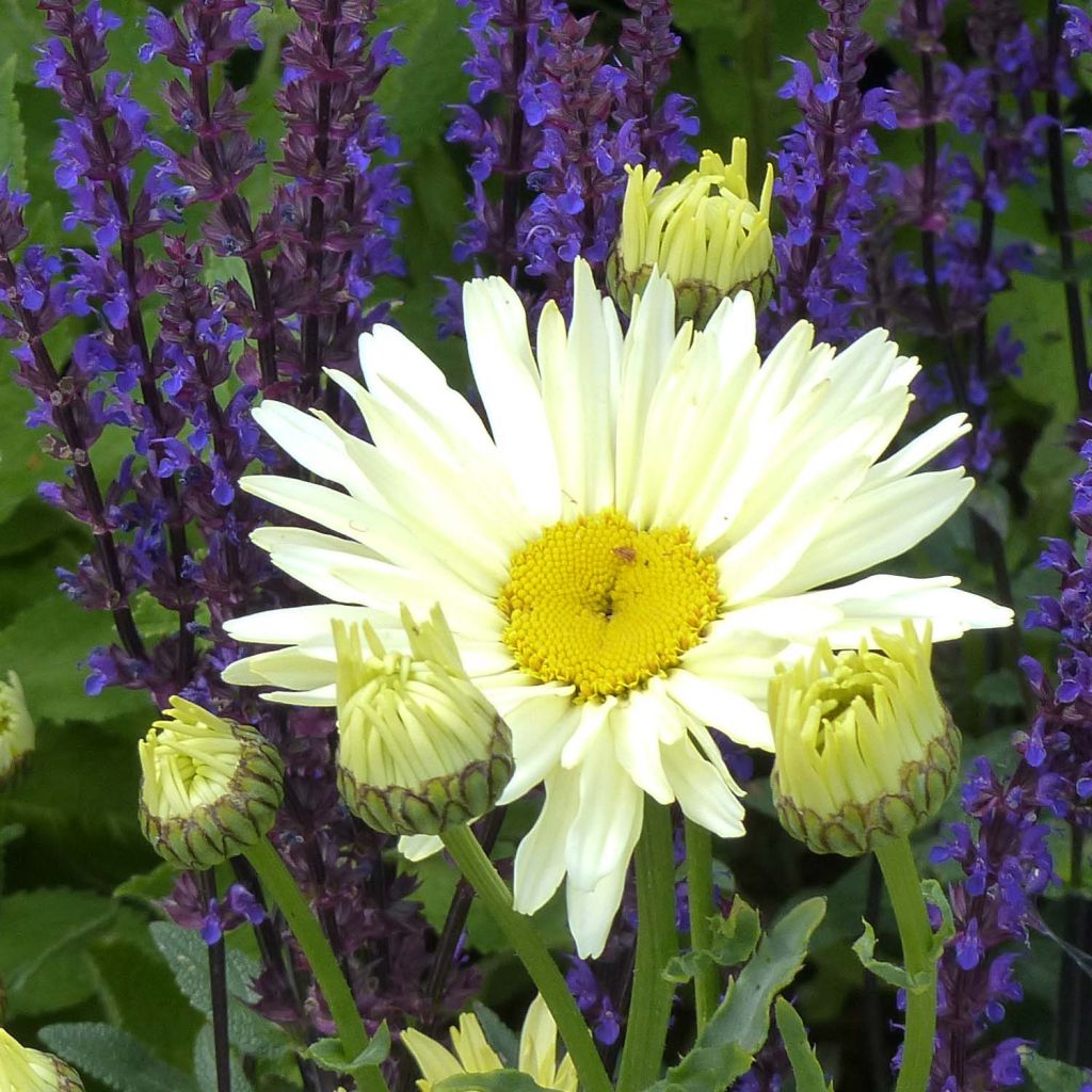 Leucanthemum Banana Cream - Grande marguerite